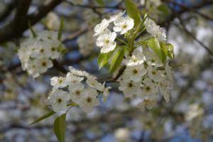 The Heart and the Hand
