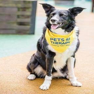 Today on NO BARKS ABOUT IT we will be talking about service dogs, ESA's and therapy dogs. If you've thought about registering your dog as one or your not sure what the difference are then tune in from 3 to 4pm on WRUU - 107.5FM in Savannah or worldwide at www.wruu.org